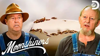 Bugs Infest Mark & Digger’s Malted Grain! | Moonshiners