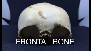 FRONTAL BONE