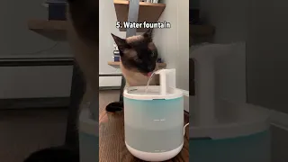 How to Get Your Cat to Drink More Water