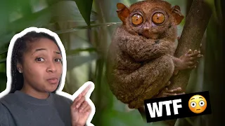 10 RARE Animals found in Philippines 🇵🇭 reaction