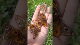 Saturnia pavonia / Small Emperor Moth