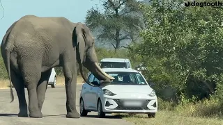 Impatient Elephant KNOCKS ON Car Bonnet To Move It Out of Way || Dogtooth Media