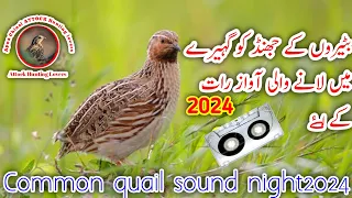 Batair ki new awaz raat ka laye2024(Common quail sound night)بٹیر کی آواز رات کے لۓ
