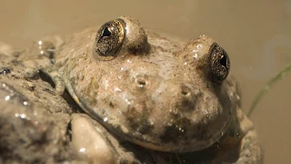 Die Gelbbauchunke Biologie und Lebensweise