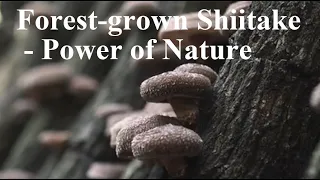 Forest-grown Shiitake mushroom in Miyazaki, Japan
