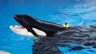 Measuring how much energy killer whales spend