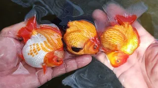 How I conditioned my GOLDFISH to Produce Thousands of Babies!! JUMBO GOLDFISH SUCCESSFULL BREEDING