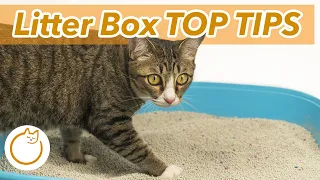 You're Doing Your Cat's Litter ALL WRONG - Litter Boxes 101