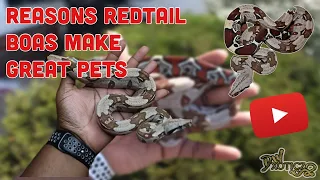 Reasons Redtail Boas (BCC) Make Great Pets