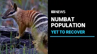WA numbat population yet to recover from prescribed burns | ABC News