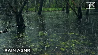 10 Hours of Summer RAIN ASMR | Relaxing Forest Rain Sounds - 4K