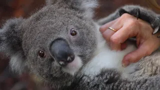 KOALA LOVES BELLY SCRATCHES! | The Australian Reptile Park