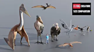 FLYING Creature Size Comparison | 3d Animation Comparison (60 fps)