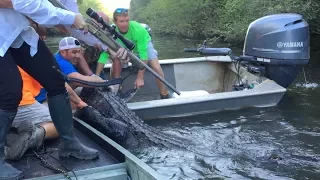 Alligator Hunting in the Atchafalaya Swamp - 2016