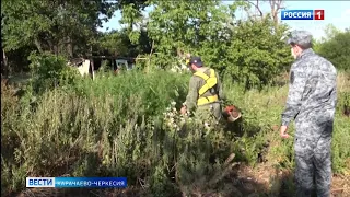 На территории Карачаево-Черкесии продолжается выявление и уничтожение наркосодержащих растений