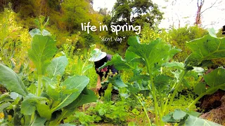 Life in Spring | Rural Life Near Indo Myanmar Border