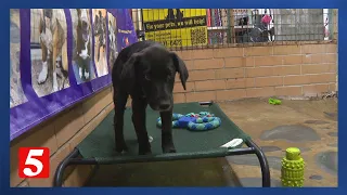 Hartsville Trousdale County animal shelter sees a rise in puppy dumping