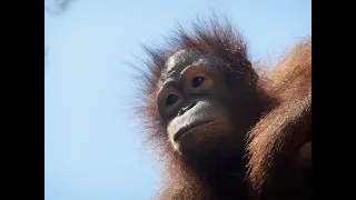 Saving Orangutans with Destination Conservation