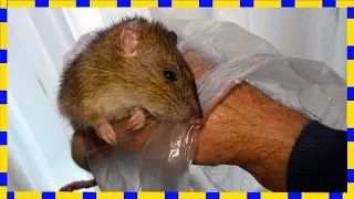 Смертельная ЛОВУШКА ДЛЯ КРЫС  Best Mouse Trap Ever, How To Make Bucket Rat Trap