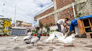 Pigeon Keeping in Nepal : "Flying my pigeons for the first time"