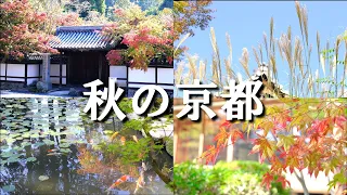 Autumn Foliage in Kyoto in 2023//Nanzenji Tenju-an and more/Travel in Kyoto/Autumn in Kyoto