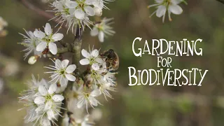 How to plant trees & hedgerows for wildlife. Gardening for Biodiversity series.