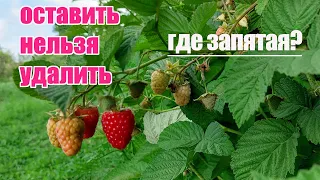 Малина Радзиева  - сорт на удаление или высадить на новом участке? Сравниваю с Соколицей