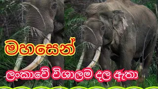 මහසෙන් ඇත් රජු / Tusker king mahasen #wildlife #kalawewa #wildtusker #pilipinas