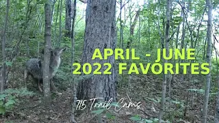 April through June 2022 Trail Camera Favorites