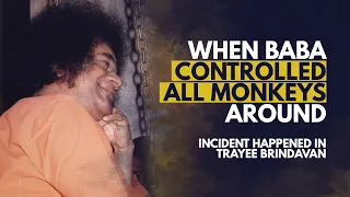 When Baba Controlled all Monkeys around | Incident Happened in Trayee Brindavan