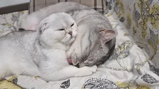 Perfect dad cat looks after and plays with his kitten daughter Snowflake