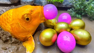 Cartoon 노란 알 점박이 물고기, 전기 뱀장어, 무지개 잉어 물고기 | Stop Motion 재미있는 스톱 모션 만화