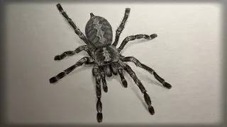 Cómo debujar un Araña|paso o paso|Рисуем Паука|spider|mejor