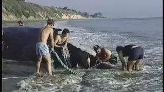 Rescue 911 - Santa Barbara Whale Save