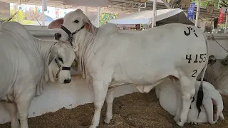 BRAHMAN GRIS.. de Rancho SAN ROMAN.. Centro.. Tabasco.. MX...