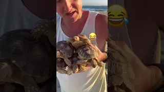 Baby Tortoises Go To Beach 🥹🏖️🐢 #shorts #tortoise