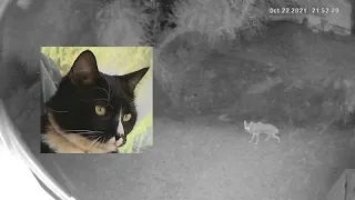 Cat chases coyote away from Phoenix home