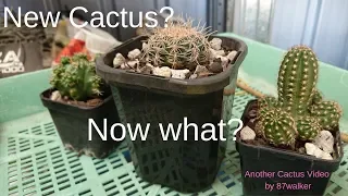 What to do with store bought cactus