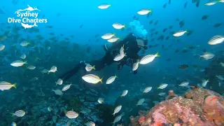 Dive Sydney scuba diver Kingfish school @ Bluefish Point best dive site