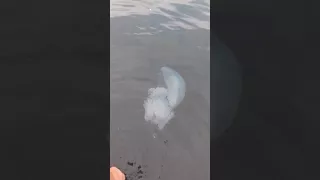 Черноморская медуза.mp4