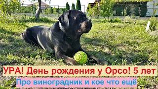 #233 День Рожденья у Кане Корсо -ORSO/мой виноградник/шампиньоны в нашем саду/о Хадыженском пиве.