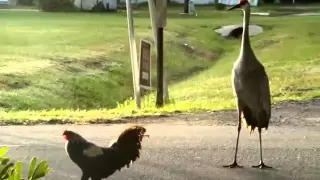 Rooster VS Crane