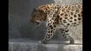 Национальный символ  леопарды вернулись в Армению спустя 40 лет   МИР 24