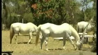 El Caballo Blanco / S.Sparks