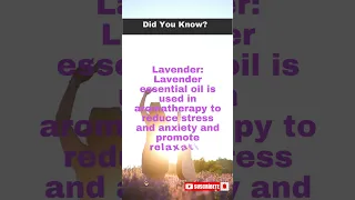 "Lavender Bliss: A Symphony of Serenity" #shorts #herbal