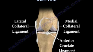 Knee Pain diagnosis and treatment - Everything You Need To Know - Dr. Nabil Ebraheim