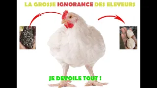 Ignorance Populaire sur les Poulets de Chair ! | A savoir absolument!