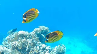 RED SEA. EGYPT. REEF OASIS BLUE BAY.