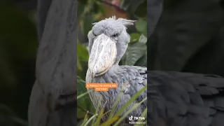 5 facts about shoebill storks