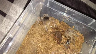 May 2017 T Update - New Molts from 3 Ts in 4K